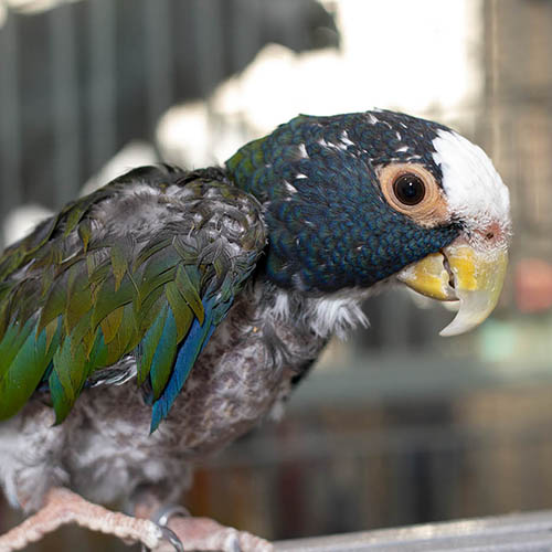 Parrot trainer hotsell near me